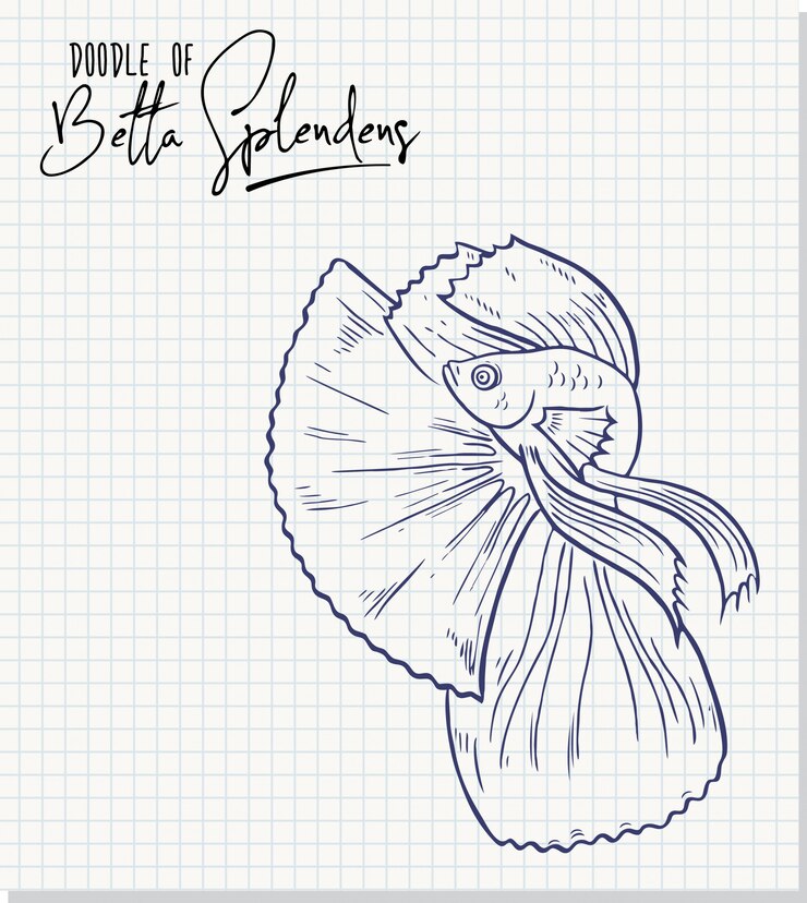 Vector ilustración de boceto a mano alzada de betta splendens
