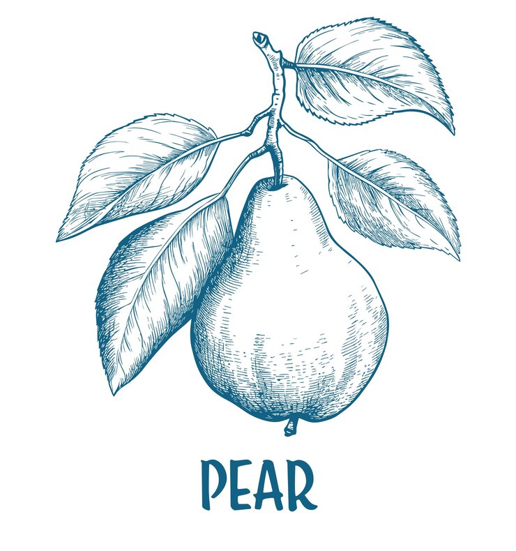 Vector ilustración del boceto de la pera dibujada