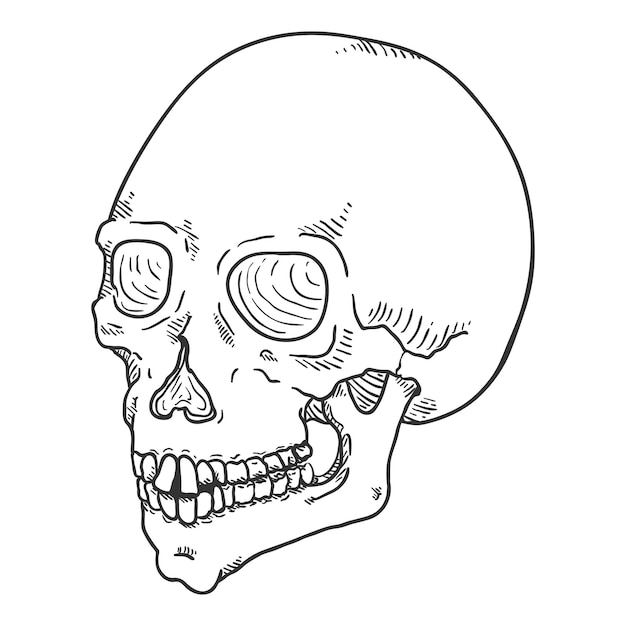 Ilustración de boceto único vectorial Cráneo humano