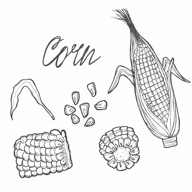 Ilustración de boceto vectorial de granos de maíz Agricultura de cereales Elemento de diseño aislado dibujado a mano
