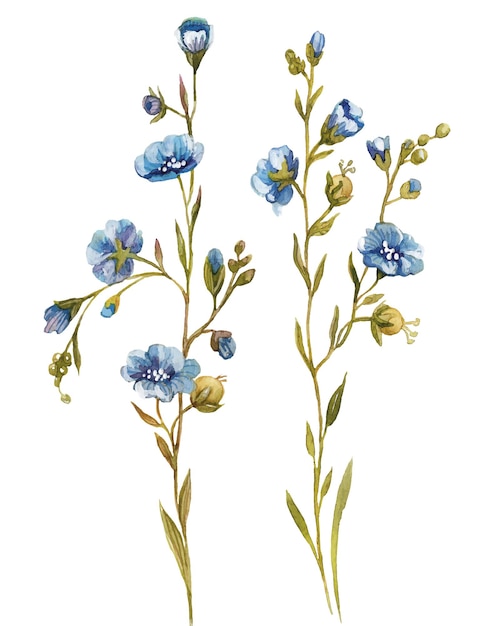 Vector ilustración botánica acuarela flor azul x9