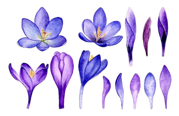 Ilustración botánica acuarela de flores de azafrán violeta