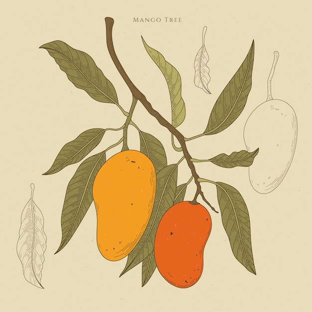 Ilustración botánica del árbol de mango