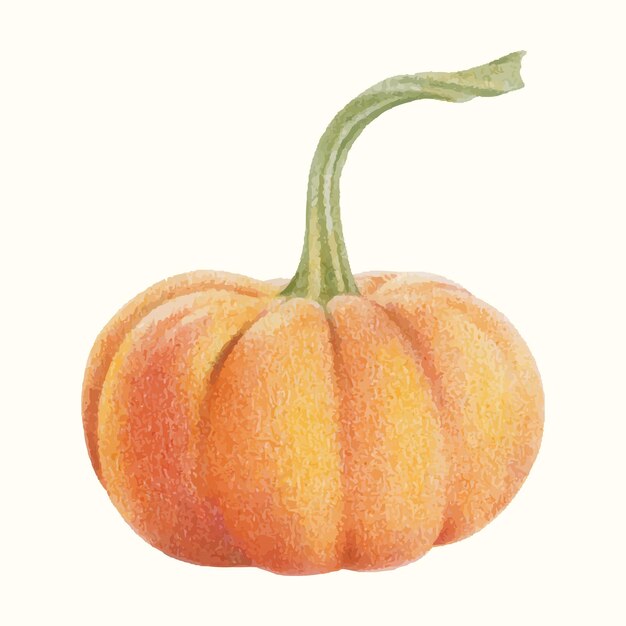 Ilustración botánica de calabaza dibujada a mano con acuarela y lápiz de color