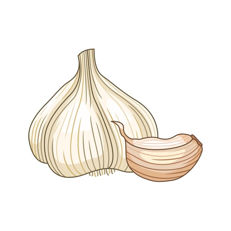 Vector ilustración botánica de color vectorial de ajo. producto para preparar comida deliciosa y saludable. aislado sobre fondo blanco.