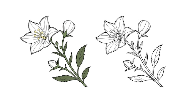 Ilustración botánica detallada de una campanaria con brotes y hojas