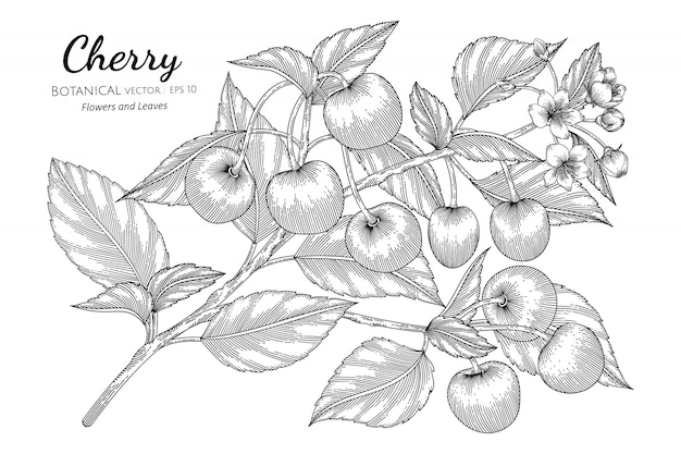 Ilustración botánica dibujada a mano de fruta de cereza con arte lineal en blanco