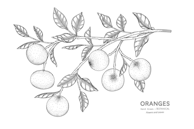 Ilustración botánica dibujada a mano de frutas naranjas con arte lineal.