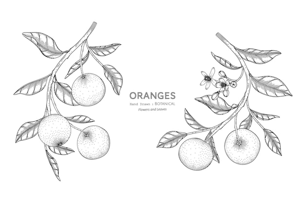 Ilustración botánica dibujada a mano de frutas naranjas con arte lineal.