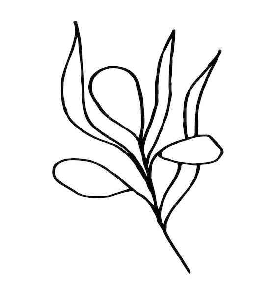 Ilustración botánica dibujada a mano de una sola hoja Diseño vectorial