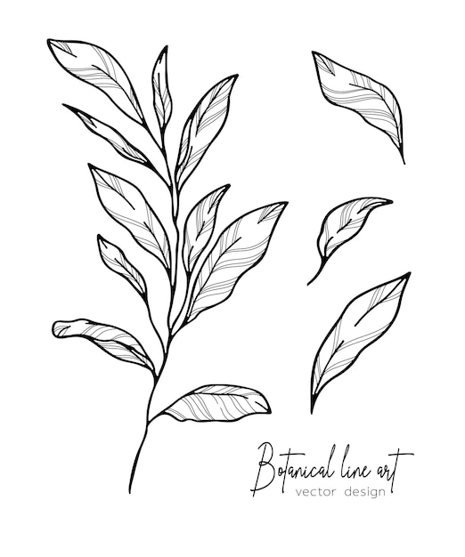 Ilustración botánica elegante de una rama de hojas