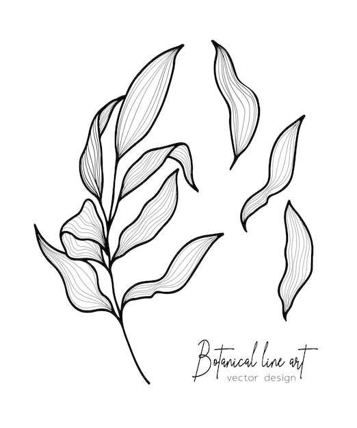 Ilustración botánica elegante de una rama de hojas