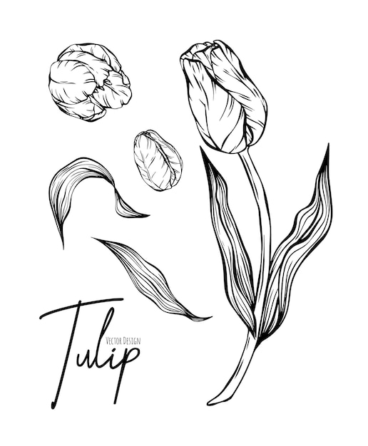Ilustración botánica de las flores de tulipán