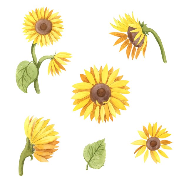 Ilustración botánica de girasol acuarela