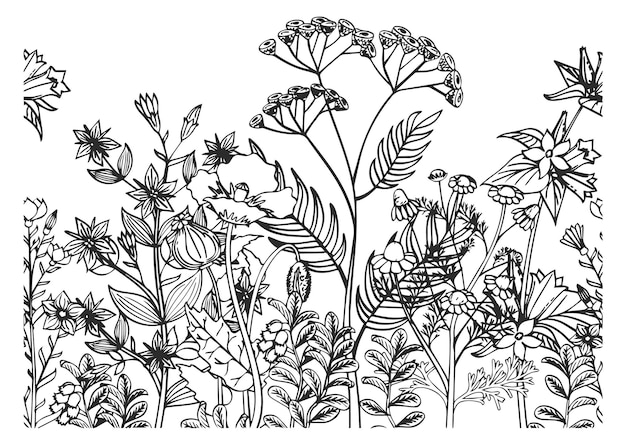 Ilustración botánica de hierbas florecientes fondo de plantas en crecimiento