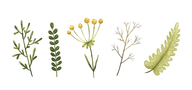 Ilustración botánica hojas y ramas pintadas a mano Diseño e impresión