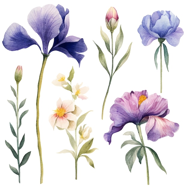 Ilustración botánica de iris floral acuarela