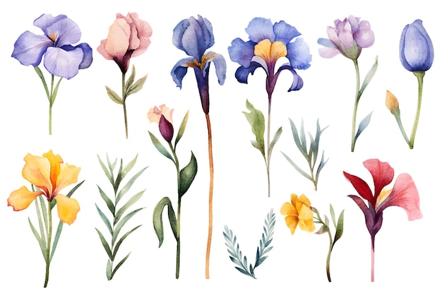 Ilustración botánica de iris floral acuarela