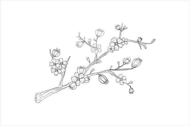 Ilustración botánica de lineart de sakura en blanco y negro Flor dibujada a mano con imágenes prediseñadas florales vintage