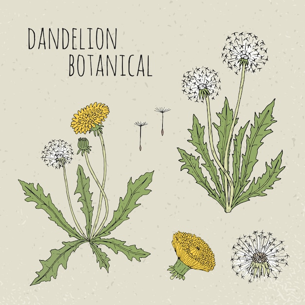 Ilustración botánica médica del diente de león. Planta, flores, hojas, semillas, raíz conjunto dibujado a mano. Bosquejo colorido vintage