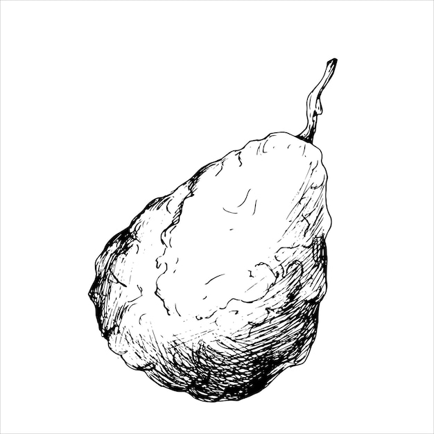 Ilustración botánica vectorial en blanco y negro de fruta de bergamota. Bosquejo para crear un menú y una cafetería.