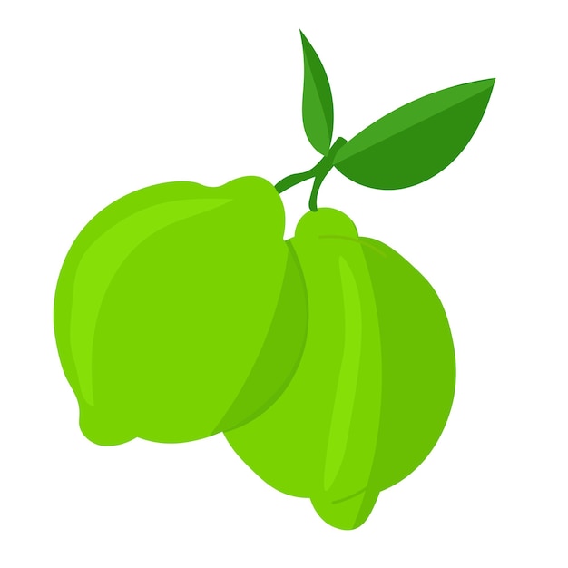 Ilustración botánica vectorial de la fruta de lima con hojas verdes aisladas sobre fondo blanco