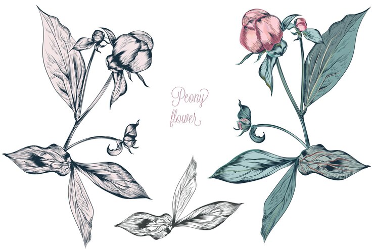 Vector ilustración botánica vectorial vintage con capullo de flor de peonía