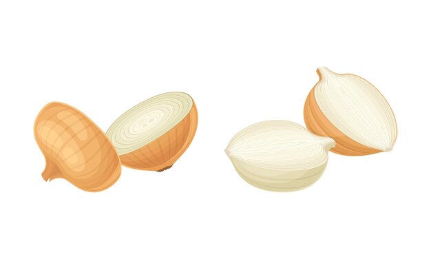 Ilustración de los bulbos de cebolla amarilla en rodajas frescas
