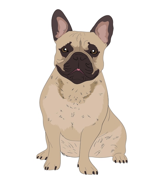 Vector ilustración de bulldog francés