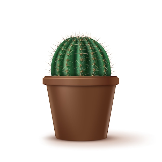 Ilustración de cactus de barril dorado grande o crecimiento de Echinocactus grusonii en una olla de barro marrón aislado sobre fondo blanco.