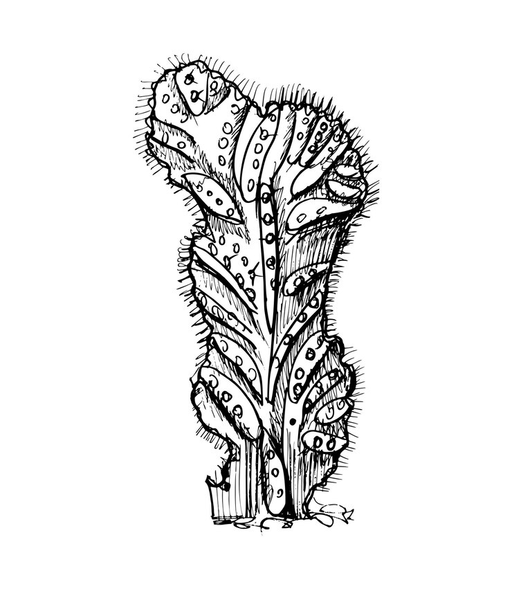 Vector ilustración de cactus en estilo art ink