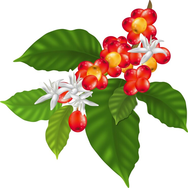 Vector ilustración de café especial - ramas de cafeto con hojas y bayas