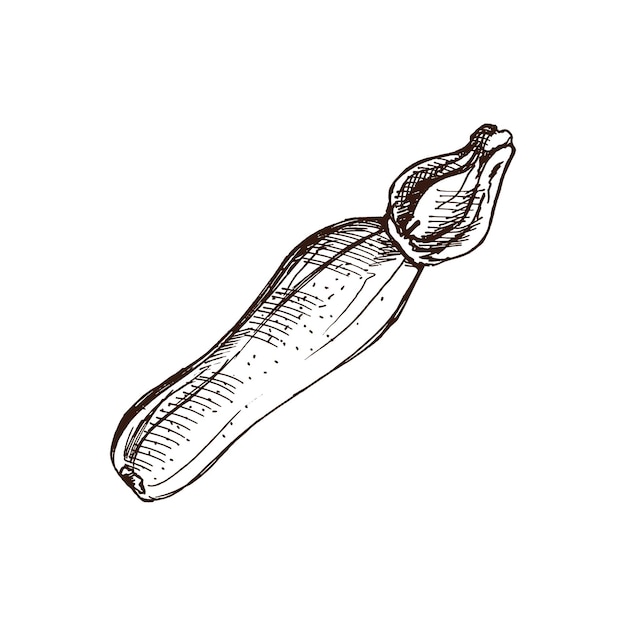 Ilustración de calabacín dibujada a mano en estilo boceto Cosecha
