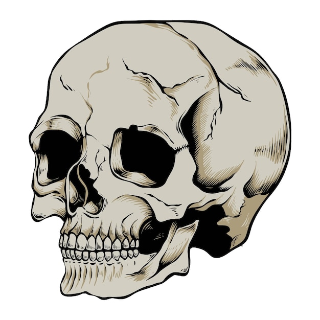ilustración de calavera