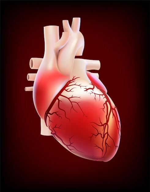 Vector ilustración característica del conducto vascular del corazón humano.