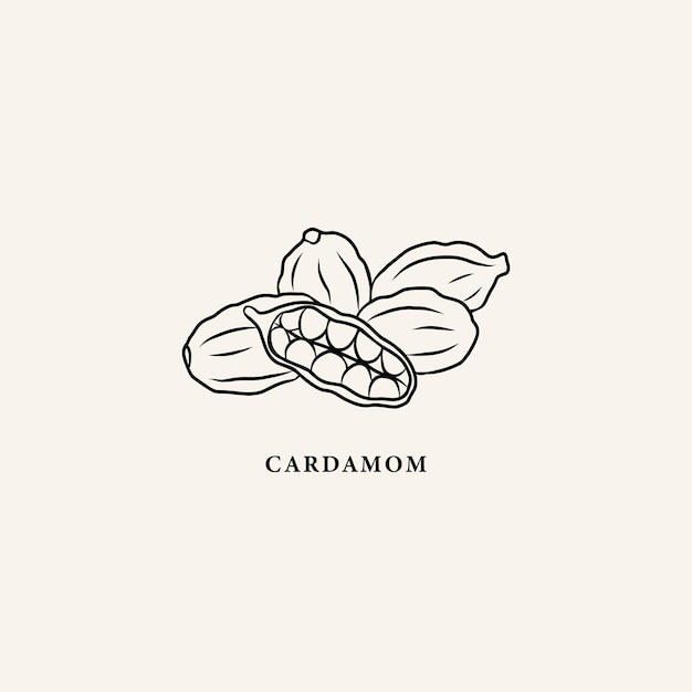 Ilustración de cardamomo de arte lineal