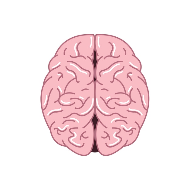 Ilustración del cerebro