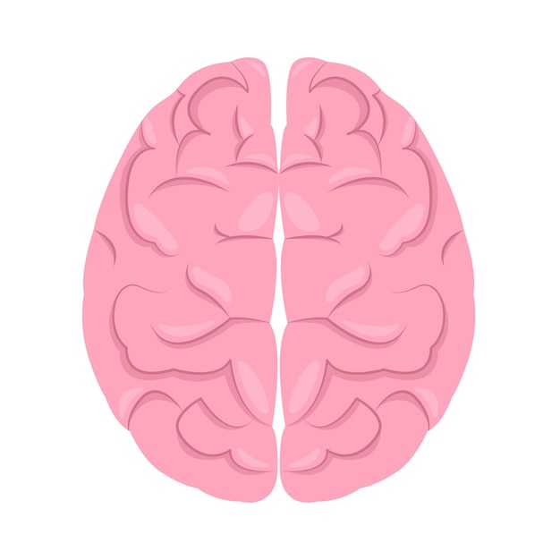 Ilustración del cerebro