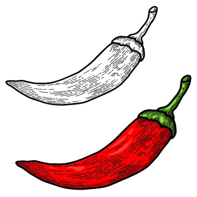 Ilustración de chile en estilo de grabado Elemento de diseño para logotipo etiqueta signo emblema cartel Ilustración vectorial