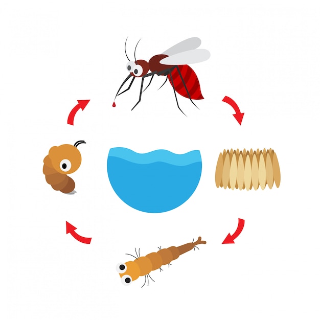 Ilustración del ciclo de vida del mosquito