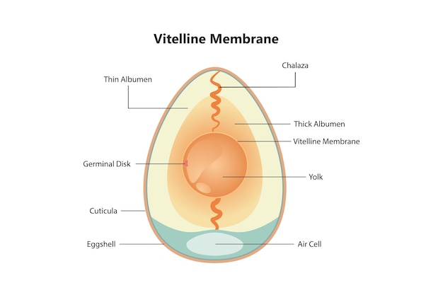 Ilustración científica de la membrana vitelina