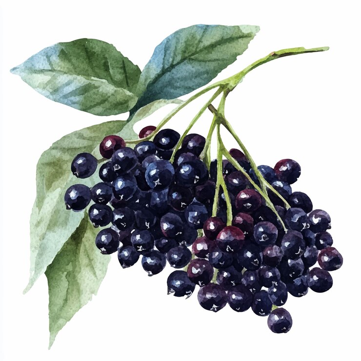 Vector ilustración de clipart en acuarela de la fruta del saúco