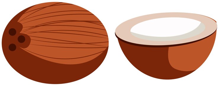Vector ilustración de coco entero y cortado