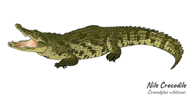 Vector ilustración del cocodrilo del nilo crocodylus niloticus boca abierta