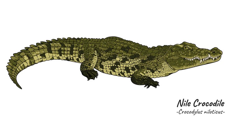 Vector ilustración del cocodrilo del nilo crocodylus niloticus