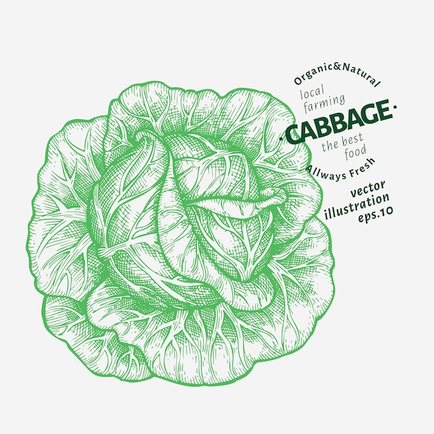 Ilustración de col Dibujado a mano ilustración vegetal.