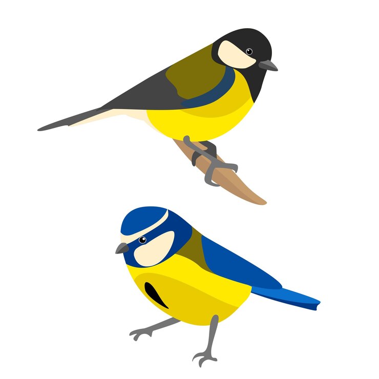 Vector ilustración de colección de aves tomtit