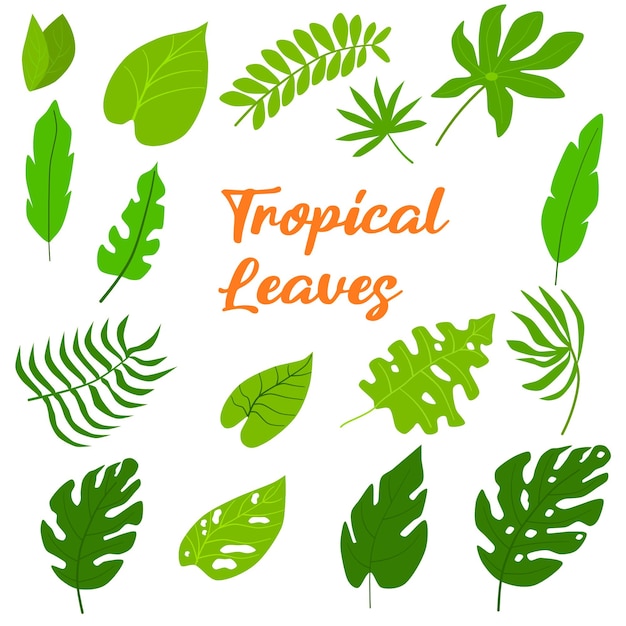 Vector ilustración de la colección de hojas tropicales