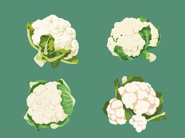 Vector ilustración de la coliflor