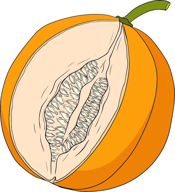Ilustración a color dibujada a mano del melón Ilustración vectorial de alimentos botánicos